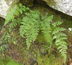 Cystopteris tenuis