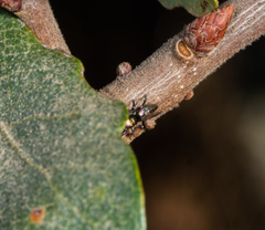 Salticus peckhamae