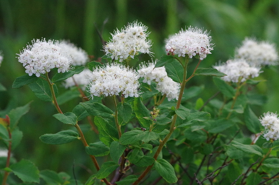 Spiraea stevenii