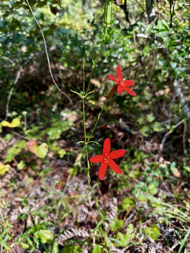 Scarlet Catchfly (Silene subciliata)