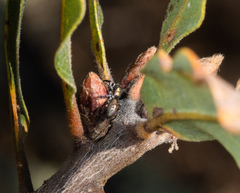 Salticus peckhamae