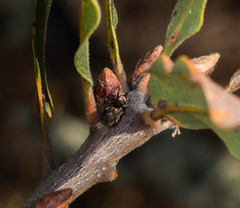Salticus peckhamae
