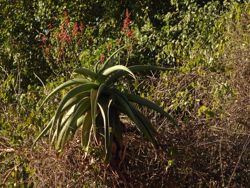 Malagasy Tree Aloe (Aloe vaombe)