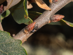 Salticus peckhamae