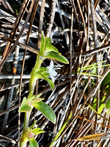 Harper's Buttonweed (Diodia harperi)