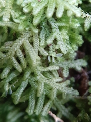 Lepidoziaceae