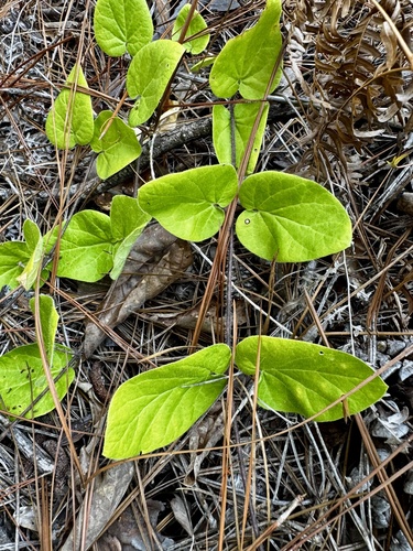 Prairie Milkvine (Matelea cynanchoides)