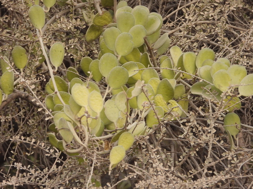 Xerosicyos danguyi