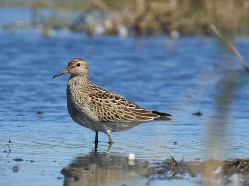 Correlimos pectoral (Calidris melanotos)