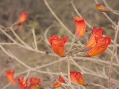 Fernandoa (Fernandoa)