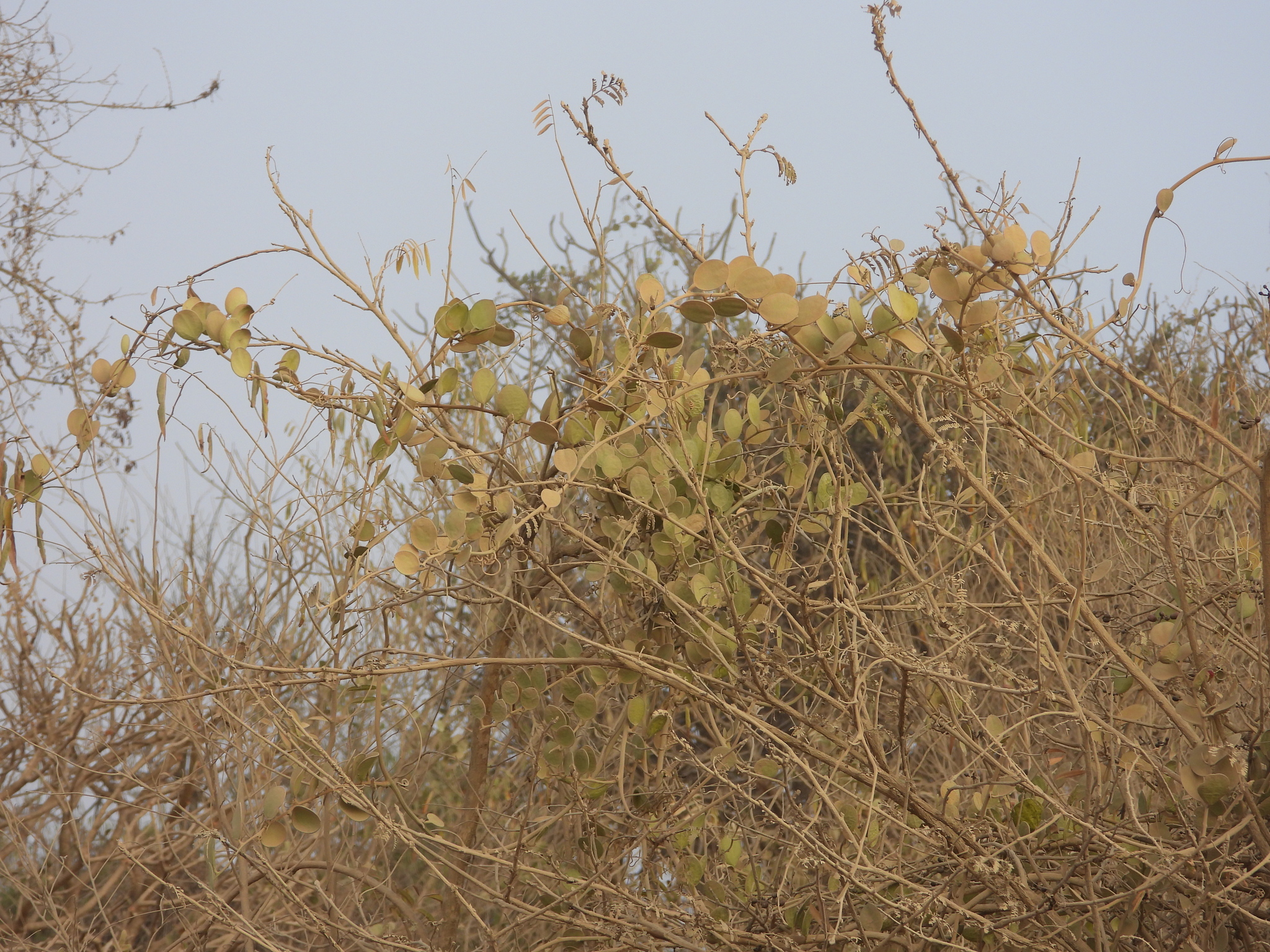 Xerosicyos Danguyi (Xerosicyos danguyi)