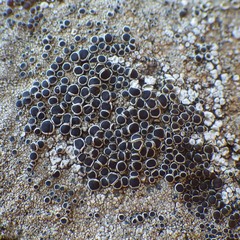 Lecanora campestris