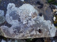 Lecanora campestris