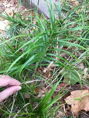 Dulichium arundinaceum