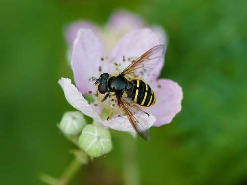 Unknown species found near Galiano Island, BC V0N, Canada