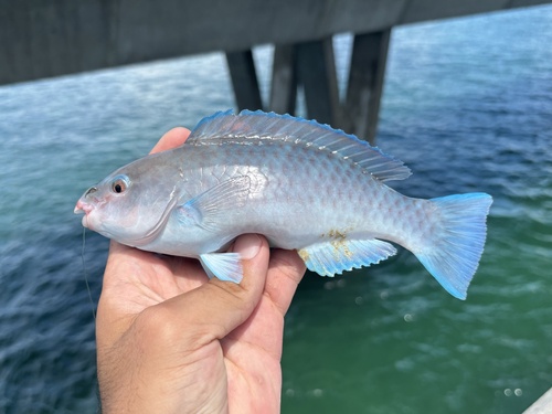 Photo of Blue parrotfish (Scarus coeruleus)