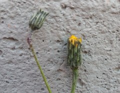 Hypochaeris elata