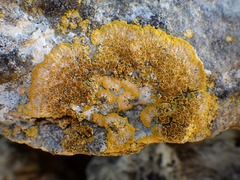 Variospora aurantia