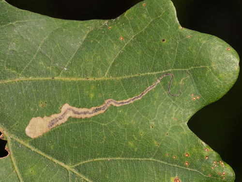 Stigmella procrastinella
