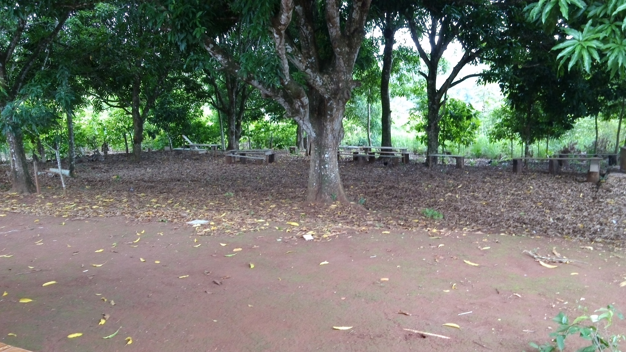 Mangifera indica
