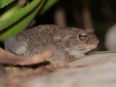 Sclerophrys mauritanica