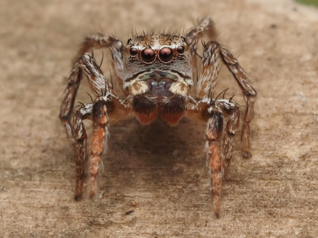 Texas Paradise Spider