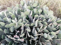 Opuntia microdasys