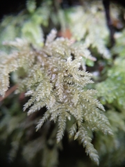 Camptochaete arbuscula