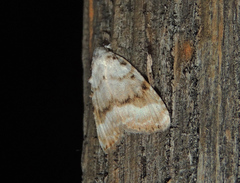 Meganola albula