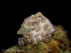 Hapalochlaena lunulata