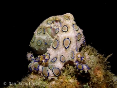 Hapalochlaena lunulata