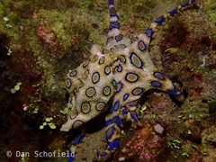 Hapalochlaena lunulata