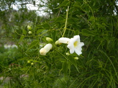 Amphilophium carolinae