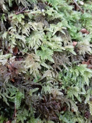 Camptochaete arbuscula