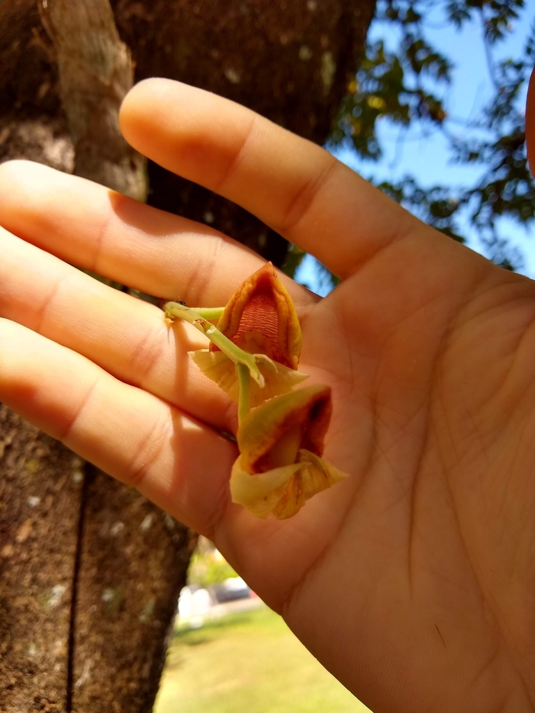 Catasetum rooseveltianum