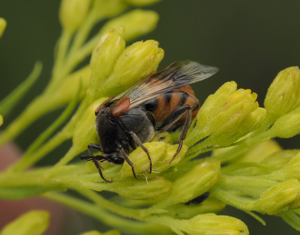 Ripiphorus mutchleri