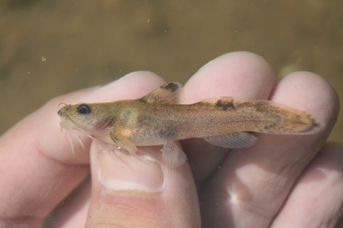 Brindled madtom (Noturus miurus) — Ictaluridae — 2