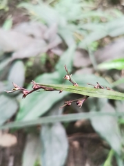 Scleria gaertneri