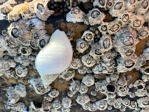 Nucella lapillus