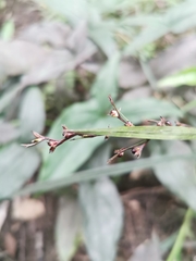 Scleria gaertneri