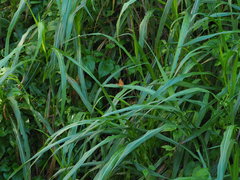 Polygonia c-aureum lunulata