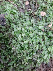 Heteroscyphus oblongifolius