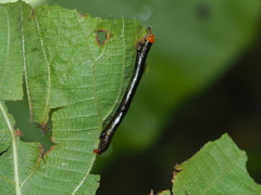 Catoria sublavaria