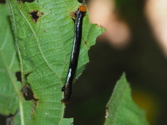 Catoria sublavaria
