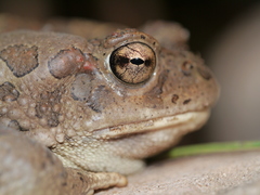 Sclerophrys mauritanica
