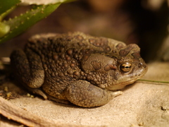 Sclerophrys mauritanica