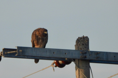 Buteo jamaicensis