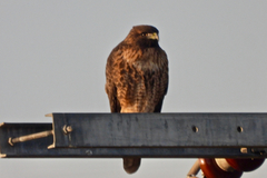 Buteo jamaicensis
