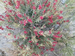 Cylindropuntia leptocaulis