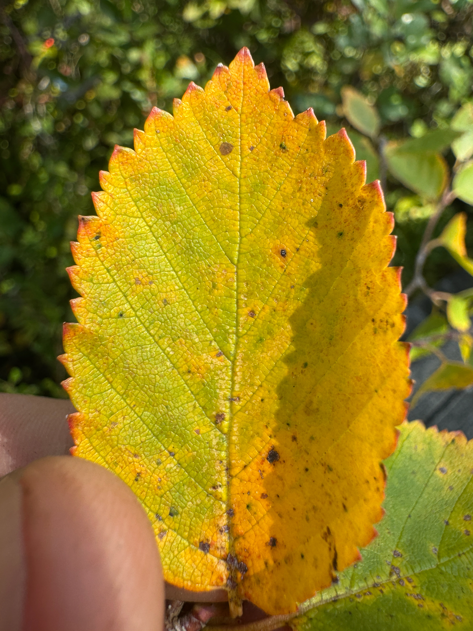 Betula X purpusii